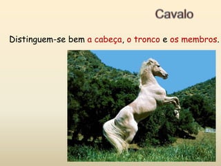 CavaloDistinguem-se bem a cabeça, o tronco e os membros.