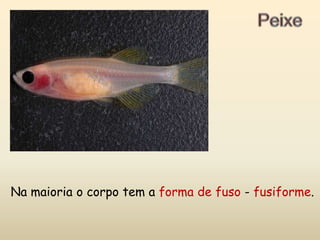 PeixeNa maioria o corpo tem a forma de fuso - fusiforme.