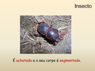 InsectoÉ achatada e o seu corpo é segmentado.
