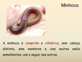 MinhocaA minhoca é comprida e cilíndrica, sem cabeça distinta, sem membros e com muitos anéis semelhantes, uns a seguir aos outros.