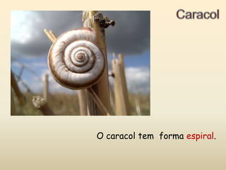 CaracolO caracol tem  forma espiral.