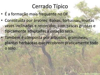Cerrado Típico
• É a formação mais frequente no DF
• Constituída por árvores: Baixas, tortuosas, muitas
  vezes inclinadas e retorcidas, com cascas grossas e
  tipicamente adaptadas à estação seca.
• Também é composta por arbustos, gramíneas,
  plantas herbáceas que recobrem praticamente todo
  o solo.
 