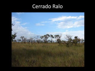 Cerrado Ralo
 