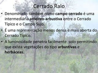 Cerrado Ralo
• Denominado também como campo cerrado é uma
  intermediária arbóreo-arbustiva entre o Cerrado
  Típico e o Campo Sujo.
• É uma representação menos densa e mais aberta do
  Cerrado Típico.
• A luminosidade penetra facilmente solo permitindo
  que exista vegetações do tipo arbustivas e
  herbáceas.
 