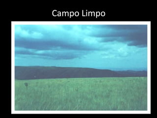 Campo Limpo
 