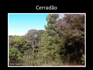 Cerradão
 