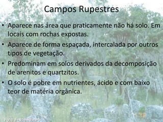 Campos Rupestres
• Aparece nas área que praticamente não há solo. Em
  locais com rochas expostas.
• Aparece de forma espaçada, intercalada por outros
  tipos de vegetação.
• Predominam em solos derivados da decomposição
  de arenitos e quartzitos.
• O solo é pobre em nutrientes, ácido e com baixo
  teor de matéria orgânica.
 