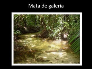 Mata de galeria
 