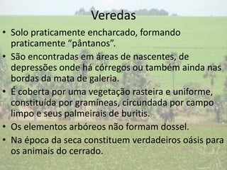 Veredas
• Solo praticamente encharcado, formando
  praticamente “pântanos”.
• São encontradas em áreas de nascentes, de
  depressões onde há córregos ou também ainda nas
  bordas da mata de galeria.
• É coberta por uma vegetação rasteira e uniforme,
  constituída por gramíneas, circundada por campo
  limpo e seus palmeirais de buritis.
• Os elementos arbóreos não formam dossel.
• Na época da seca constituem verdadeiros oásis para
  os animais do cerrado.
 