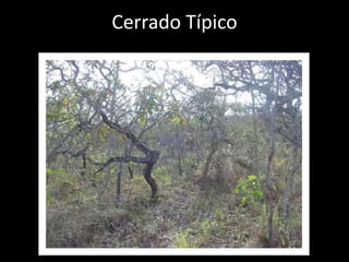 Cerrado Típico
 