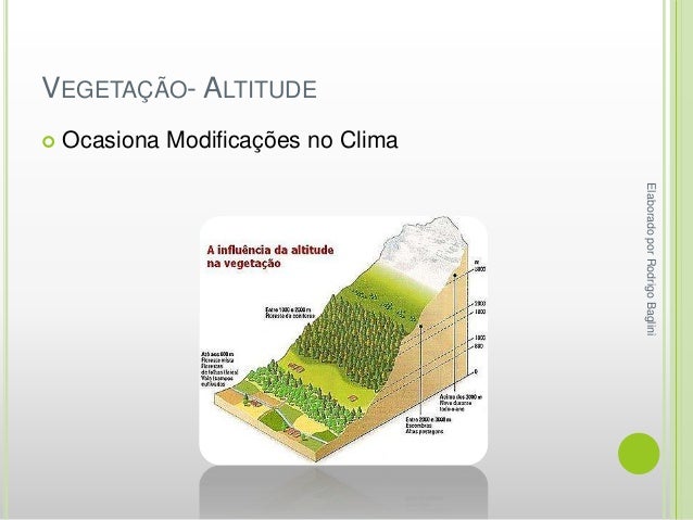 Quais São As Características Da Vegetação De Altitude? – HQDRES