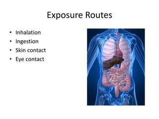 Exposure Routes
• Inhalation
• Ingestion
• Skin contact
• Eye contact
 