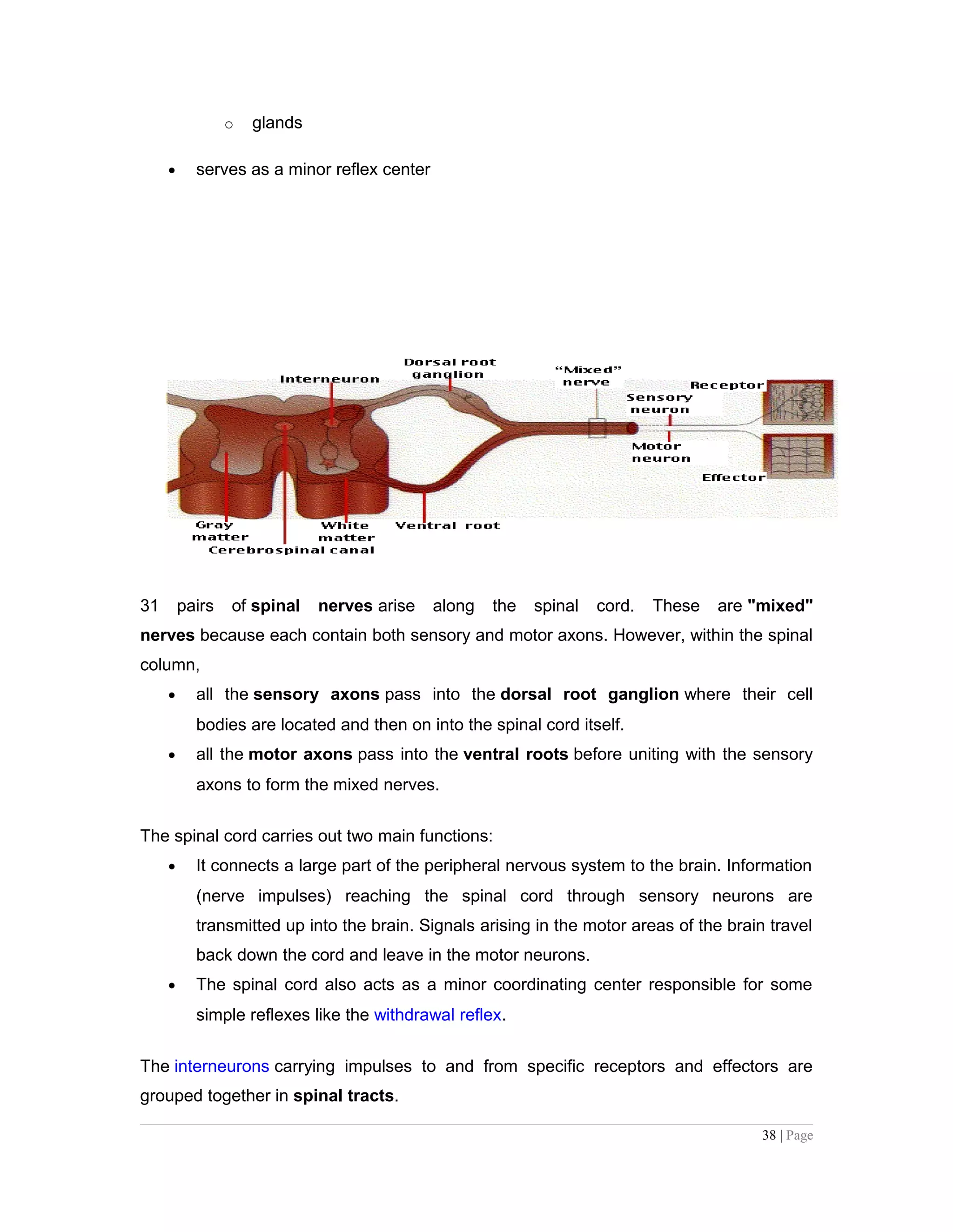 o glands
• serves as a minor reflex center
31 pairs of spinal nerves arise along the spinal cord. These are "mixed"
nerves because each contain both sensory and motor axons. However, within the spinal
column,
• all the sensory axons pass into the dorsal root ganglion where their cell
bodies are located and then on into the spinal cord itself.
• all the motor axons pass into the ventral roots before uniting with the sensory
axons to form the mixed nerves.
The spinal cord carries out two main functions:
• It connects a large part of the peripheral nervous system to the brain. Information
(nerve impulses) reaching the spinal cord through sensory neurons are
transmitted up into the brain. Signals arising in the motor areas of the brain travel
back down the cord and leave in the motor neurons.
• The spinal cord also acts as a minor coordinating center responsible for some
simple reflexes like the withdrawal reflex.
The interneurons carrying impulses to and from specific receptors and effectors are
grouped together in spinal tracts.
38 | Page
 