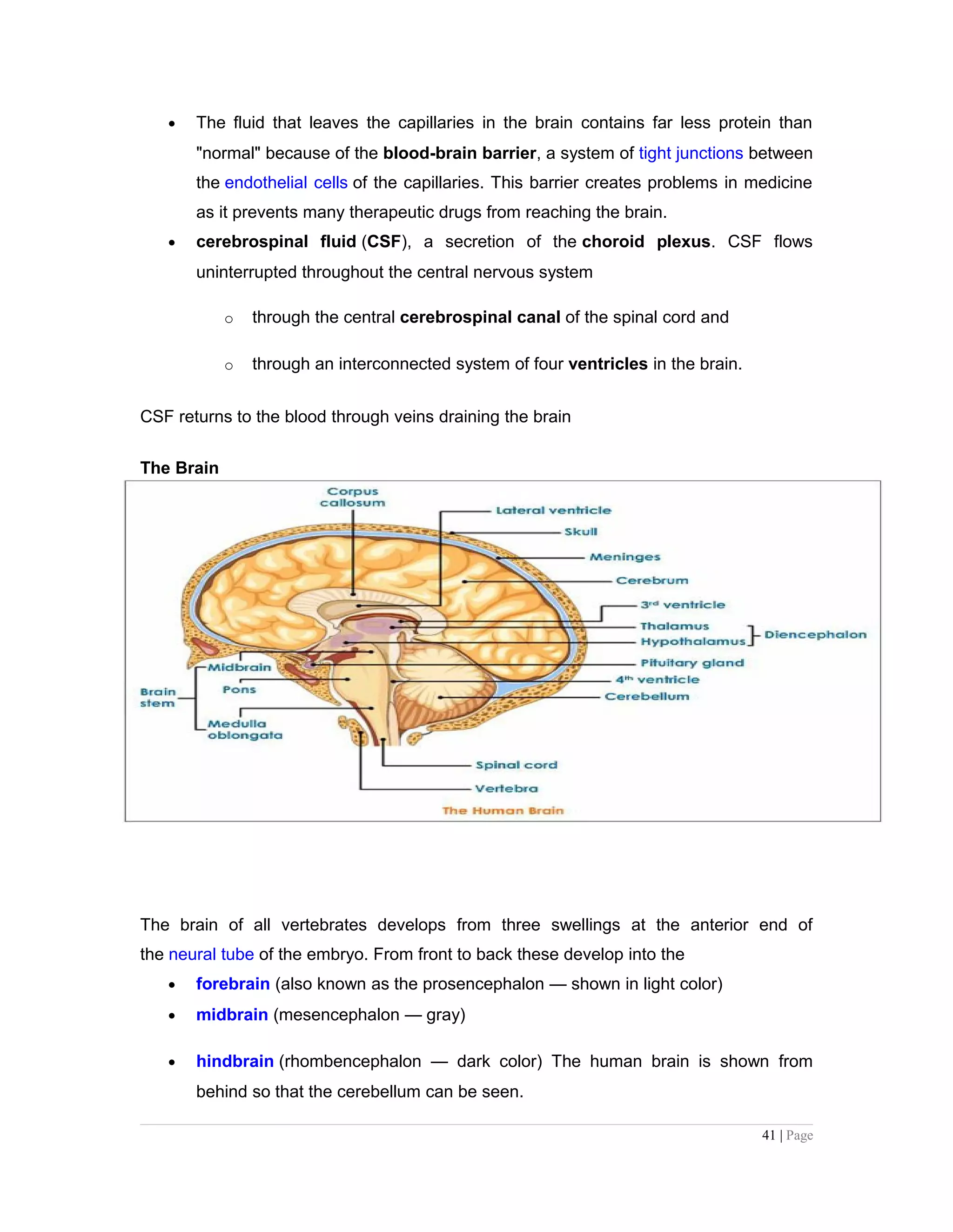 • The fluid that leaves the capillaries in the brain contains far less protein than
"normal" because of the blood-brain barrier, a system of tight junctions between
the endothelial cells of the capillaries. This barrier creates problems in medicine
as it prevents many therapeutic drugs from reaching the brain.
• cerebrospinal fluid (CSF), a secretion of the choroid plexus. CSF flows
uninterrupted throughout the central nervous system
o through the central cerebrospinal canal of the spinal cord and
o through an interconnected system of four ventricles in the brain.
CSF returns to the blood through veins draining the brain
The Brain
The brain of all vertebrates develops from three swellings at the anterior end of
the neural tube of the embryo. From front to back these develop into the
• forebrain (also known as the prosencephalon — shown in light color)
• midbrain (mesencephalon — gray)
• hindbrain (rhombencephalon — dark color) The human brain is shown from
behind so that the cerebellum can be seen.
41 | Page
 