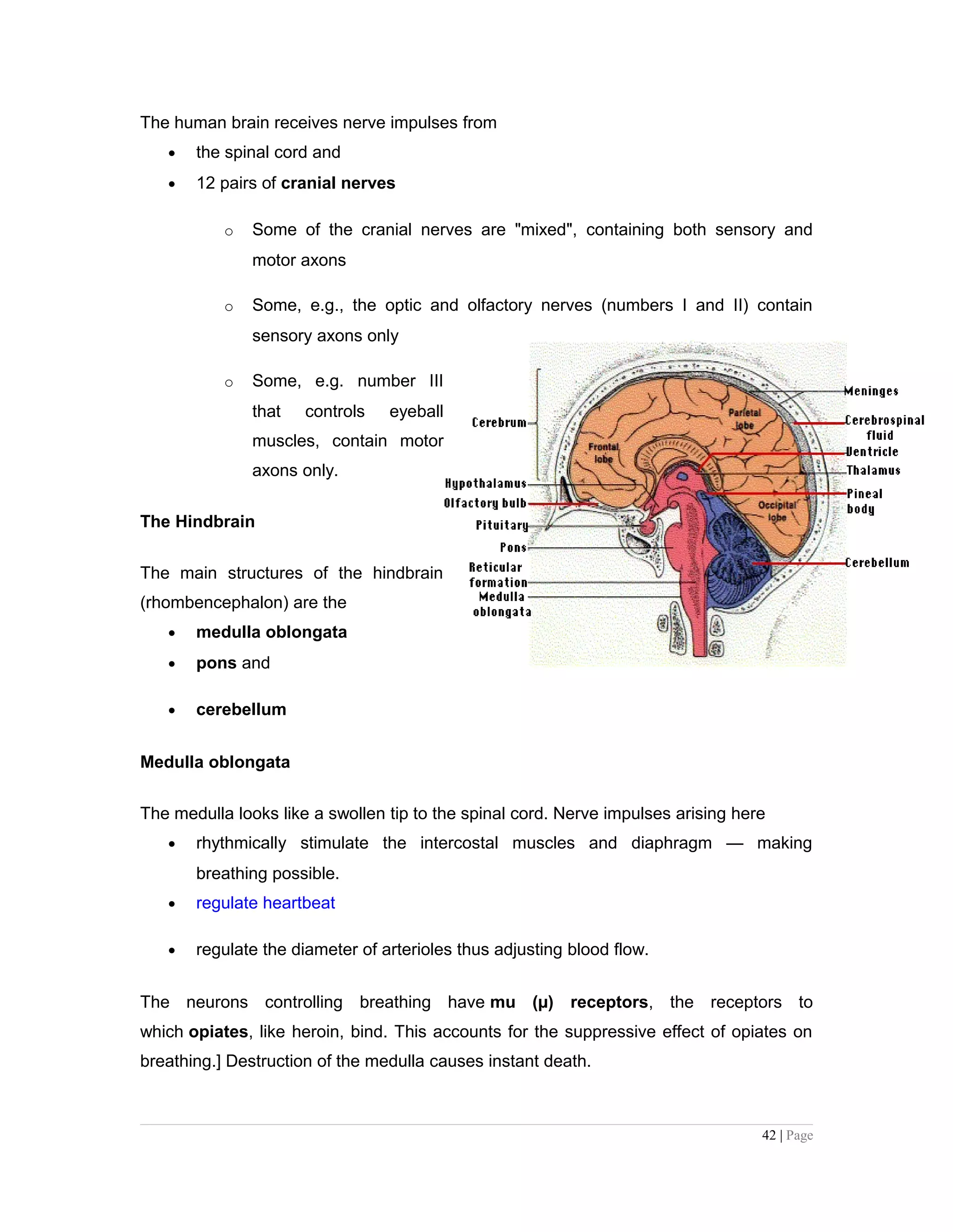 The human brain receives nerve impulses from
• the spinal cord and
• 12 pairs of cranial nerves
o Some of the cranial nerves are "mixed", containing both sensory and
motor axons
o Some, e.g., the optic and olfactory nerves (numbers I and II) contain
sensory axons only
o Some, e.g. number III
that controls eyeball
muscles, contain motor
axons only.
The Hindbrain
The main structures of the hindbrain
(rhombencephalon) are the
• medulla oblongata
• pons and
• cerebellum
Medulla oblongata
The medulla looks like a swollen tip to the spinal cord. Nerve impulses arising here
• rhythmically stimulate the intercostal muscles and diaphragm — making
breathing possible.
• regulate heartbeat
• regulate the diameter of arterioles thus adjusting blood flow.
The neurons controlling breathing have mu (µ) receptors, the receptors to
which opiates, like heroin, bind. This accounts for the suppressive effect of opiates on
breathing.] Destruction of the medulla causes instant death.
42 | Page
 