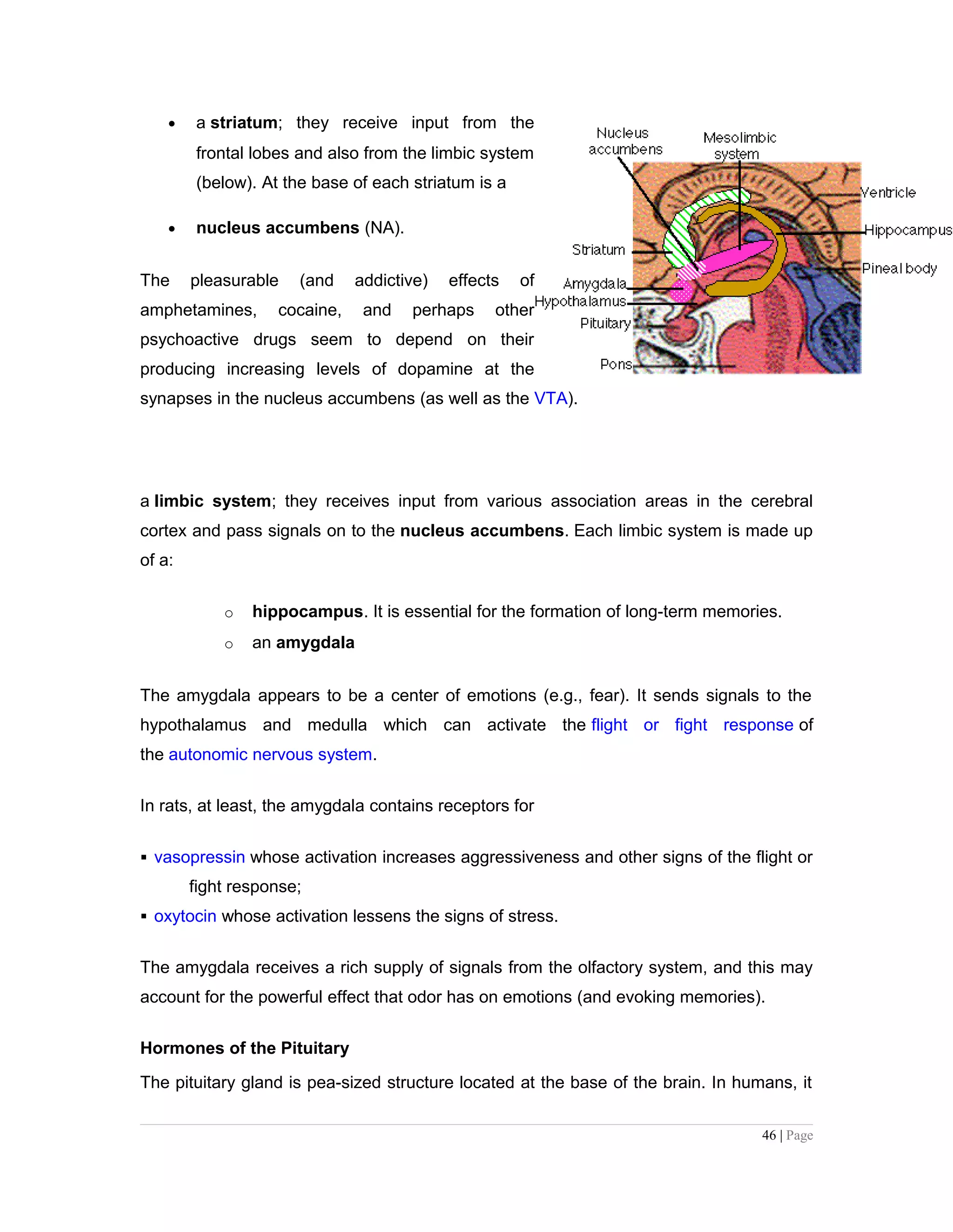 • a striatum; they receive input from the
frontal lobes and also from the limbic system
(below). At the base of each striatum is a
• nucleus accumbens (NA).
The pleasurable (and addictive) effects of
amphetamines, cocaine, and perhaps other
psychoactive drugs seem to depend on their
producing increasing levels of dopamine at the
synapses in the nucleus accumbens (as well as the VTA).
a limbic system; they receives input from various association areas in the cerebral
cortex and pass signals on to the nucleus accumbens. Each limbic system is made up
of a:
o hippocampus. It is essential for the formation of long-term memories.
o an amygdala
The amygdala appears to be a center of emotions (e.g., fear). It sends signals to the
hypothalamus and medulla which can activate the flight or fight response of
the autonomic nervous system.
In rats, at least, the amygdala contains receptors for
 vasopressin whose activation increases aggressiveness and other signs of the flight or
fight response;
 oxytocin whose activation lessens the signs of stress.
The amygdala receives a rich supply of signals from the olfactory system, and this may
account for the powerful effect that odor has on emotions (and evoking memories).
Hormones of the Pituitary
The pituitary gland is pea-sized structure located at the base of the brain. In humans, it
46 | Page
 