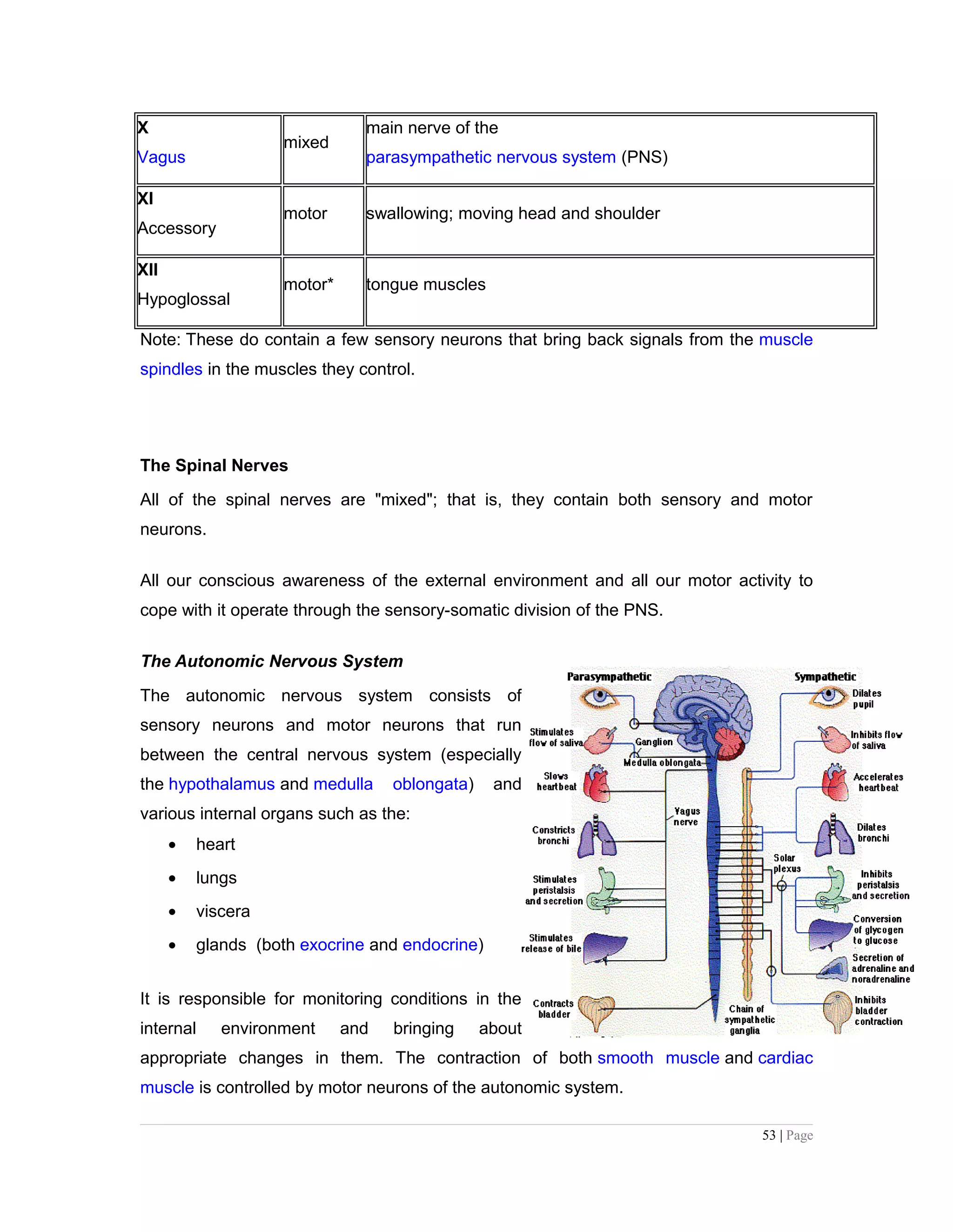 X
Vagus
mixed
main nerve of the
parasympathetic nervous system (PNS)
XI
Accessory
motor swallowing; moving head and shoulder
XII
Hypoglossal
motor* tongue muscles
Note: These do contain a few sensory neurons that bring back signals from the muscle
spindles in the muscles they control.
The Spinal Nerves
All of the spinal nerves are "mixed"; that is, they contain both sensory and motor
neurons.
All our conscious awareness of the external environment and all our motor activity to
cope with it operate through the sensory-somatic division of the PNS.
The Autonomic Nervous System
The autonomic nervous system consists of
sensory neurons and motor neurons that run
between the central nervous system (especially
the hypothalamus and medulla oblongata) and
various internal organs such as the:
• heart
• lungs
• viscera
• glands (both exocrine and endocrine)
It is responsible for monitoring conditions in the
internal environment and bringing about
appropriate changes in them. The contraction of both smooth muscle and cardiac
muscle is controlled by motor neurons of the autonomic system.
53 | Page
 