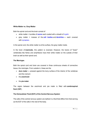 White Matter vs. Gray Matter
Both the spinal cord and the brain consist of
• white matter = bundles of axons each coated with a sheath of myelin
• gray matter = masses of the cell bodies and dendrites — each covered
with synapses.
In the spinal cord, the white matter is at the surface, the gray matter inside.
In the brain of mammals, this pattern is reversed. However, the brains of "lower"
vertebrates like fishes and amphibians have their white matter on the outside of their
brain as well as their spinal cord.
The Meninges
Both the spinal cord and brain are covered in three continuous sheets of connective
tissue, the meninges. From outside in, these are the
• dura mater — pressed against the bony surface of the interior of the vertebrae
and the cranium
• the arachnoid
• the pia mater
The region between the arachnoid and pia mater is filled with cerebrospinal
fluid (CSF).
The Extracellular Fluid (ECF) of the Central Nervous System
The cells of the central nervous system are bathed in a fluid that differs from that serving
as the ECF of the cells in the rest of the body.
40 | Page
 