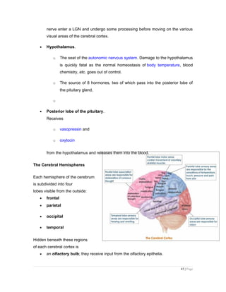 nerve enter a LGN and undergo some processing before moving on the various
visual areas of the cerebral cortex.
• Hypothalamus.
o The seat of the autonomic nervous system. Damage to the hypothalamus
is quickly fatal as the normal homeostasis of body temperature, blood
chemistry, etc. goes out of control.
o The source of 8 hormones, two of which pass into the posterior lobe of
the pituitary gland.
o
• Posterior lobe of the pituitary.
Receives
o vasopressin and
o oxytocin
from the hypothalamus and releases them into the blood.
The Cerebral Hemispheres
Each hemisphere of the cerebrum
is subdivided into four
lobes visible from the outside:
• frontal
• parietal
• occipital
• temporal
Hidden beneath these regions
of each cerebral cortex is
• an olfactory bulb; they receive input from the olfactory epithelia.
45 | Page
 