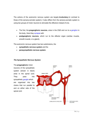 The actions of the autonomic nervous system are largely involuntary (in contrast to
those of the sensory-somatic system). It also differs from the sensory-somatic system is
using two groups of motor neurons to stimulate the effectors instead of one.
• The first, the preganglionic neurons, arise in the CNS and run to a ganglion in
the body. Here they synapse with
• postganglionic neurons, which run to the effector organ (cardiac muscle,
smooth muscle, or a gland).
The autonomic nervous system has two subdivisions, the
• sympathetic nervous system and the
• parasympathetic nervous system.
The Sympathetic Nervous System
The preganglionic motor
neurons of the sympathetic
system (shown in black)
arise in the spinal cord.
They pass into
sympathetic ganglia which
are organized into two
chains that run parallel to
and on either side of the
spinal cord.
54 | Page
 