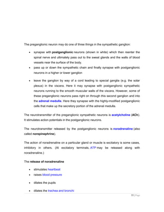 The preganglionic neuron may do one of three things in the sympathetic ganglion:
• synapse with postganglionic neurons (shown in white) which then reenter the
spinal nerve and ultimately pass out to the sweat glands and the walls of blood
vessels near the surface of the body.
• pass up or down the sympathetic chain and finally synapse with postganglionic
neurons in a higher or lower ganglion
• leave the ganglion by way of a cord leading to special ganglia (e.g. the solar
plexus) in the viscera. Here it may synapse with postganglionic sympathetic
neurons running to the smooth muscular walls of the viscera. However, some of
these preganglionic neurons pass right on through this second ganglion and into
the adrenal medulla. Here they synapse with the highly-modified postganglionic
cells that make up the secretory portion of the adrenal medulla.
The neurotransmitter of the preganglionic sympathetic neurons is acetylcholine (ACh).
It stimulates action potentials in the postganglionic neurons.
The neurotransmitter released by the postganglionic neurons is noradrenaline (also
called norepinephrine).
The action of noradrenaline on a particular gland or muscle is excitatory is some cases,
inhibitory in others. (At excitatory terminals, ATP may be released along with
noradrenaline.)
The release of noradrenaline
• stimulates heartbeat
• raises blood pressure
• dilates the pupils
• dilates the trachea and bronchi
55 | Page
 