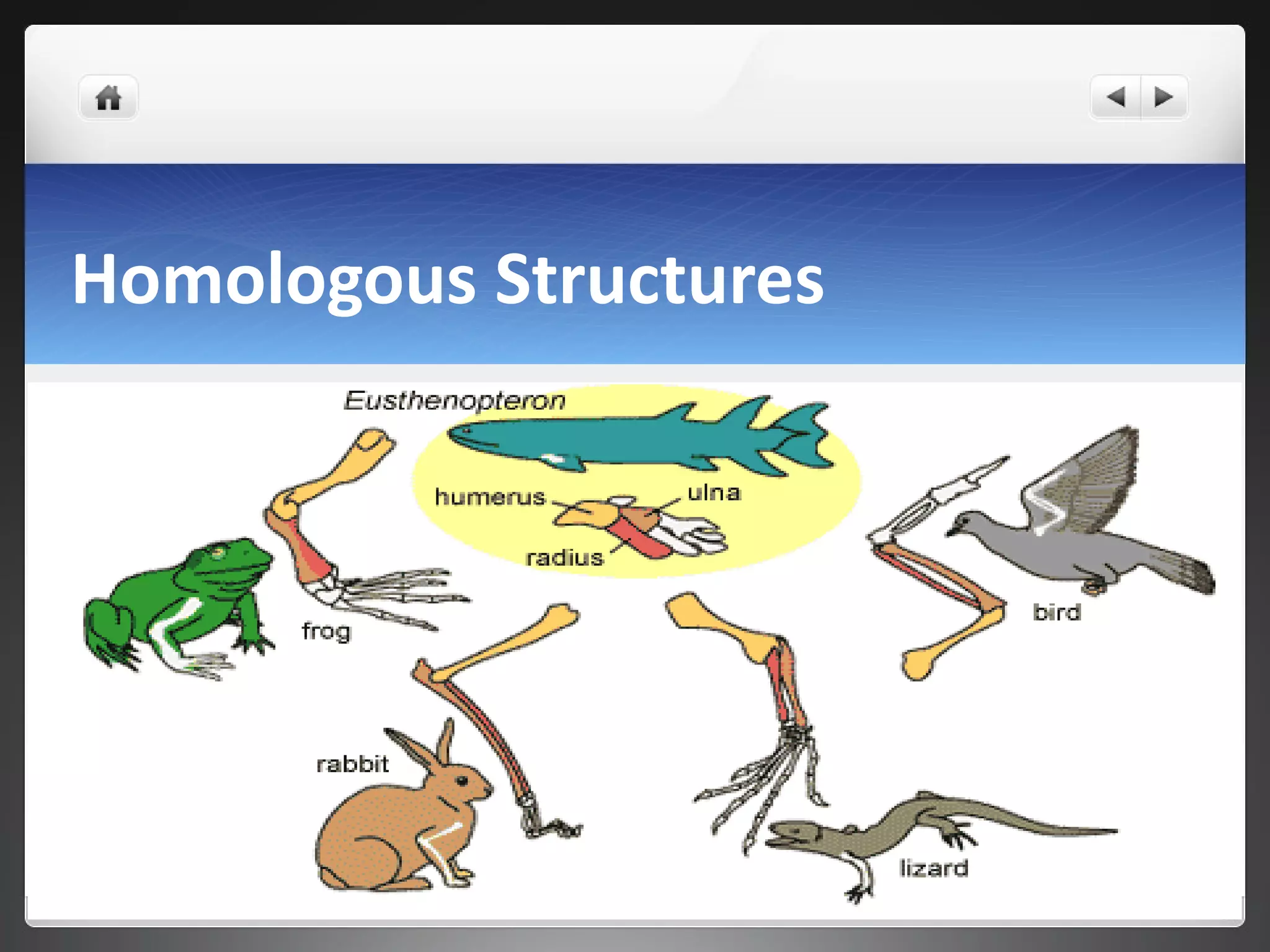 Homologous Structures 
