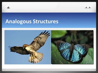 Analogous Structures 