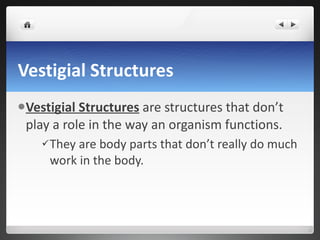 Vestigial Structures Vestigial Structures  are structures that don’t play a role in the way an organism functions.  They are body parts that don’t really do much work in the body.  