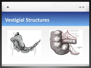 Vestigial Structures 