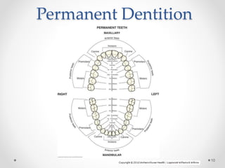 Permanent Dentition 
10 
 
