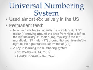 Universal Numbering 
System 
• Used almost exclusively in the US 
• Permanent teeth 
o Number 1-32 beginning with the maxillary right 3rd 
molar (1) moving around the arch from right to left to 
the left maxillary 3rd molar (16), moving to the left 
mandibular 3rd molar (17) around the arch from left to 
right to the right mandibular 3rd molar (32). 
o A key to learning the numbering system 
• 1st molars – 3, 14, 19, 30 
• Central incisors – 8-9, 24-25 
12 
 