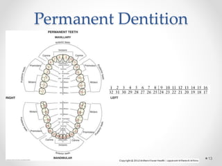 Permanent Dentition 
13 
 