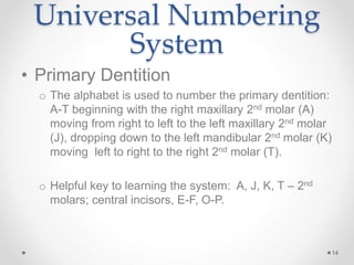 • Primary Dentition 
o The alphabet is used to number the primary dentition: 
A-T beginning with the right maxillary 2nd molar (A) 
moving from right to left to the left maxillary 2nd molar 
(J), dropping down to the left mandibular 2nd molar (K) 
moving left to right to the right 2nd molar (T). 
o Helpful key to learning the system: A, J, K, T – 2nd 
molars; central incisors, E-F, O-P. 
14 
Universal Numbering 
System 
 