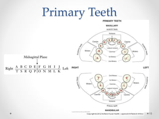 Primary Teeth 
15 
 