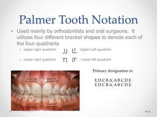 Palmer Tooth Notation 
• Used mainly by orthodontists and oral surgeons. It 
utilizes four different bracket shapes to denote each of 
the four quadrants 
o Upper right quadrant Upper Left quadrant 
1 1 
o Lower right quadrant Lower left quadrant 
16 
∟ 
∟ 
∟ 
∟ 
Primary designation is: 
E D C B A A B C D E 
E D C B A A B C D E 
1 
1 
 