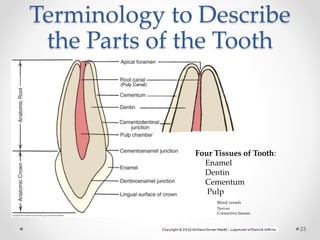 Terminology to Describe 
the Parts of the Tooth 
23 
Four Tissues of Tooth: 
Enamel 
Dentin 
Cementum 
Pulp 
Blood vessels 
Nerves 
Connective tissues 
(Pulp Canal) 
 