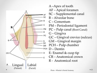 A –Apex of tooth 
AF – Apical foramen 
SC – Supplemental canal 
B – Alveolar bone 
C – Cementum 
PM – Periodontal ligament 
PC – Pulp canal (Root Canal) 
G – Gingiva 
GC – Gingival crevice (sulcus) 
GM – Gingival margin 
PCH – Pulp chamber 
D – Dentin 
E- Enamel & cusp tip 
CR – Anatomical crown 
R - Anatomical root 
26 
R 
Lingual Labial 
(Palatal) (Facial) 
Photo – Wheeler’s Dental Anatomy 
 