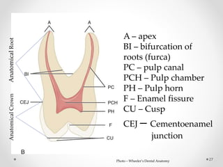 A – apex 
BI – bifurcation of 
roots (furca) 
PC – pulp canal 
PCH – Pulp chamber 
PH – Pulp horn 
F – Enamel fissure 
CU – Cusp 
CEJ – Cementoenamel 
junction 
Photo – Wheeler’s Dental Anatomy 27 
Anatomical Crown Anatomical Root 
 