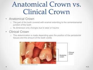 Anatomical Crown vs. 
Clinical Crown 
• Anatomical Crown 
o The part of the tooth covered with enamel extending to the cementoenamel 
junction of the tooth 
o Its dimension only changes due to wear or trauma 
• Clinical Crown 
o This determination is made depending upon the position of the periodontal 
tissues and the amount of the tooth visible 
28 
 