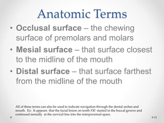 Anatomic Terms 
• Occlusal surface – the chewing 
surface of premolars and molars 
• Mesial surface – that surface closest 
to the midline of the mouth 
• Distal surface – that surface farthest 
from the midline of the mouth 
29 
All of these terms can also be used to indicate navigation through the dental arches and 
mouth. Ex: It appears that the facial lesion on tooth #30 started in the buccal groove and 
continued mesially at the cervical line into the interproximal space. 
 