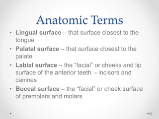 Anatomic Terms 
• Lingual surface – that surface closest to the 
tongue 
• Palatal surface – that surface closest to the 
palate 
• Labial surface – the “facial” or cheeks and lip 
surface of the anterior teeth - incisors and 
canines 
• Buccal surface – the “facial” or cheek surface 
of premolars and molars 
30 
 