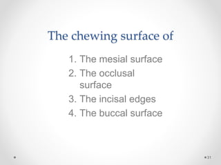 The chewing surface of 
31 
1. The mesial surface 
2. The occlusal 
surface 
3. The incisal edges 
4. The buccal surface 
 