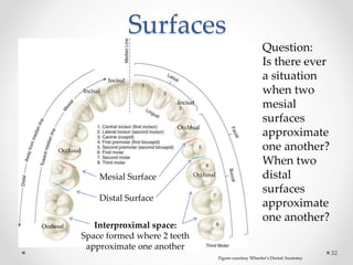 Surfaces 
32 
Mesial Surface 
Distal Surface 
Interproximal space: 
Space formed where 2 teeth 
approximate one another 
Question: 
Is there ever 
a situation 
when two 
mesial 
surfaces 
approximate 
one another? 
When two 
distal 
surfaces 
approximate 
one another? 
Figure courtesy Wheeler’s Dental Anatomy 
Occlusal 
Occlusal 
Occlusal 
Incisal 
Incisal 
Incisal 
Occlusal 
 