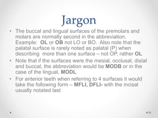 Jargon 
• The buccal and lingual surfaces of the premolars and 
molars are normally second in the abbreviation. 
Example: OL or OB not LO or BO. Also note that the 
palatal surface is rarely noted as palatal (P) when 
describing more than one surface – not OP, rather OL 
• Note that if the surfaces were the mesial, occlusal, distal 
and buccal, the abbreviation would be MODB or in the 
case of the lingual, MODL 
• For anterior teeth when referring to 4 surfaces it would 
take the following form – MFLI, DFLI- with the incisal 
usually notated last 
35 
 