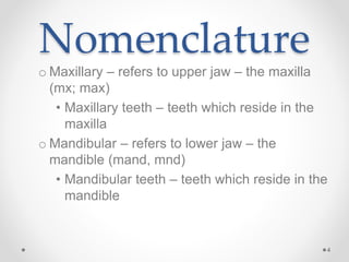 Nomenclature 
o Maxillary – refers to upper jaw – the maxilla 
(mx; max) 
• Maxillary teeth – teeth which reside in the 
maxilla 
o Mandibular – refers to lower jaw – the 
mandible (mand, mnd) 
• Mandibular teeth – teeth which reside in the 
mandible 
4 
 