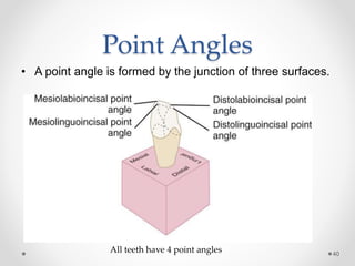 Point Angles 
• A point angle is formed by the junction of three surfaces. 
40 All teeth have 4 point angles 
 