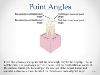 Point Angles 
41 
From the schematic it appears that the point angle may be the cusp tip. That is 
not the case. The point angle derives it name from the combination of names of 
the surfaces forming it. For example, the junction of the mesial, buccal and 
occlusal surfaces of a molar is called the mesiobucco-occlusal point angle. 
 