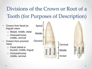 Divisions of the Crown or Root of a 
Tooth (for Purposes of Description) 
• Crowns from facial (or 
lingual) views 
o Mesial, middle, distal 
o Occlusal/incisal, 
middle, cervical 
• Crowns from proximal 
views 
o Facial (labial or 
buccal), middle, lingual 
o Occlusal/incisal, 
middle, cervical 
 