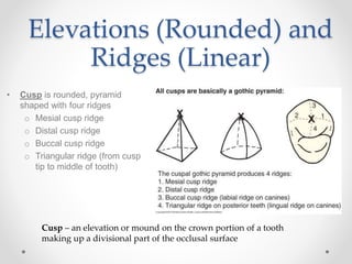 Elevations (Rounded) and 
Ridges (Linear) 
• Cusp is rounded, pyramid 
shaped with four ridges 
o Mesial cusp ridge 
o Distal cusp ridge 
o Buccal cusp ridge 
o Triangular ridge (from cusp 
tip to middle of tooth) 
Cusp – an elevation or mound on the crown portion of a tooth 
making up a divisional part of the occlusal surface 
 