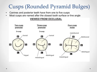 Cusps (Rounded Pyramid Bulges) 
• Canines and posterior teeth have from one to five cusps 
• Most cusps are named after the closest tooth surface or line angle 
 